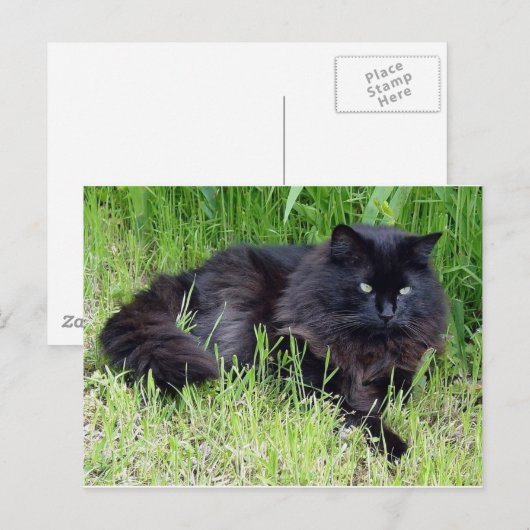 Black cat fluffy long hair feline regis trots briefkaart (Voorkant / Achterkant)
