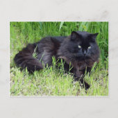 Black cat fluffy long hair feline regis trots briefkaart (Voorkant)