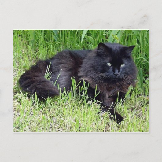 Black cat fluffy long hair feline regis trots briefkaart (Voorkant)