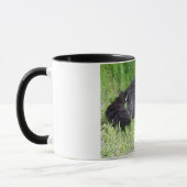 Black cat fluffy long hair feline regis trots mok (Links)