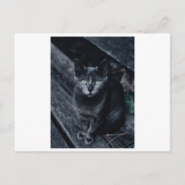 BLACK CAT FOTOGRAFIE BRIEFKAART