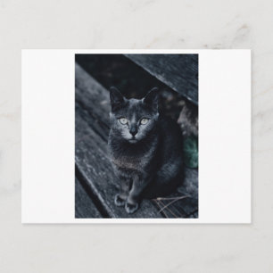 BLACK CAT FOTOGRAFIE BRIEFKAART
