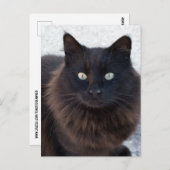 BLACK CAT FOTOGRAFIE-BRIEFKAARTEN BRIEFKAART (Voorkant / Achterkant)