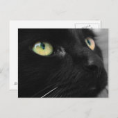 Black Cat Green Eyes Briefkaart (Voorkant / Achterkant)