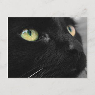 Black Cat Green Eyes Briefkaart