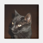 BLACK CAT-magneet Magneet (Voorkant)