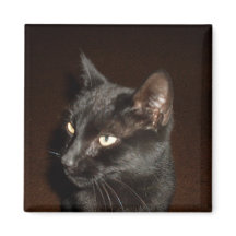 BLACK CAT-magneet