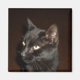 BLACK CAT-magneet Magneet