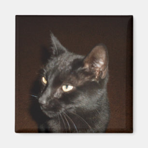 BLACK CAT-magneet Magneet