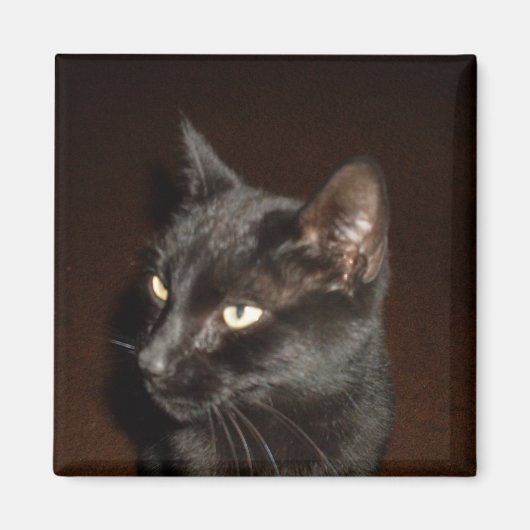 BLACK CAT-magneet Magneet (Voorkant)