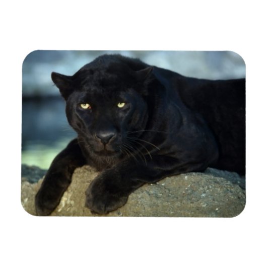 Black Cat Magnet Magneet (Horizontaal)