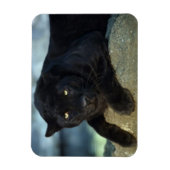Black Cat Magnet Magneet (Verticaal)