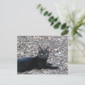 Black Cat Photo Briefkaart (Staand voorkant)