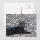 Black Cat Photo Briefkaart (Voorkant / Achterkant)