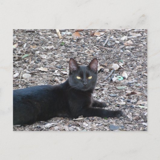 Black Cat Photo Briefkaart (Voorkant)