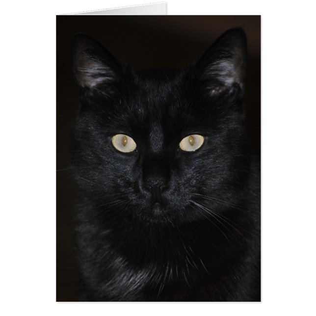 Black Cat Portrait (Voorkant)