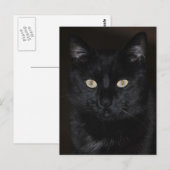 Black Cat Portrait Briefkaart (Voorkant / Achterkant)