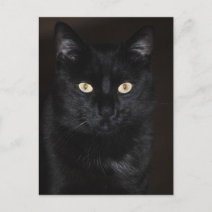 Black Cat Portrait Briefkaart