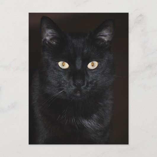 Black Cat Portrait Briefkaart (Voorkant)