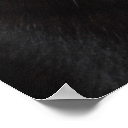 Black Cat Portrait Poster (Hoek)