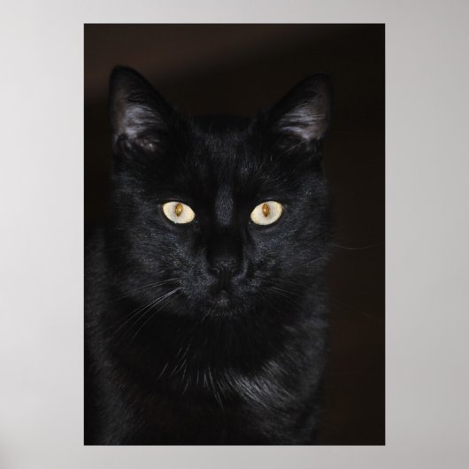 Black Cat Portrait Poster (Voorkant)