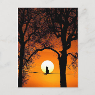 Black Cat Silhouette Sunset Briefkaart