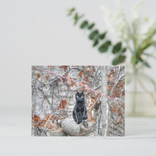 Black Cat Sitting Outdoors Briefkaart (Staand voorkant)
