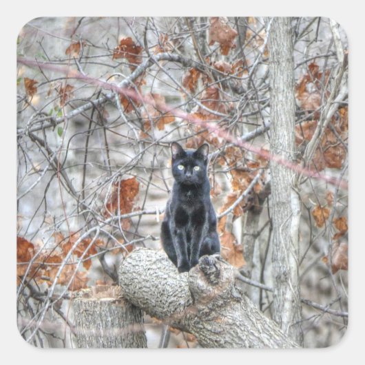 Black Cat Sitting Outdoors Vierkante Sticker (Voorkant)