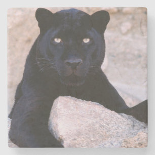 Black Cat Stone Onderzetter