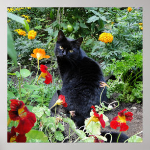 Black Cat Summer Garden Fotografie Poster
