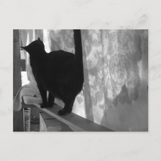Black Cat Walks Away - briefkaart (Voorkant)