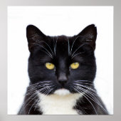 Black Cats Photo Poster (Voorkant)