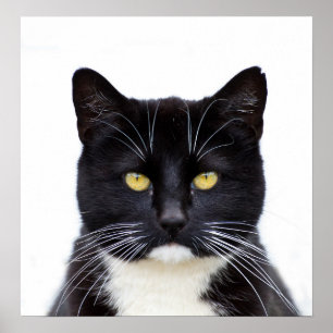 Black Cats Photo Poster