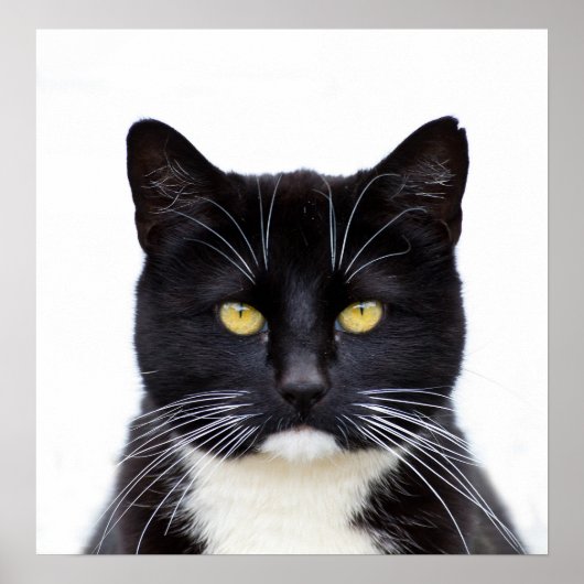 Black Cats Photo Poster (Voorkant)