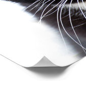 Black Cats Photo Poster (Hoek)