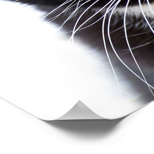 Black Cats Photo Poster (Hoek)