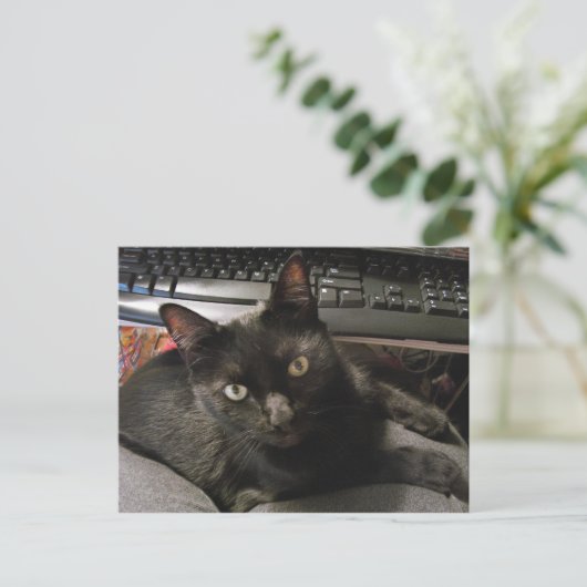 Black Cats Rock Briefkaart (Staand voorkant)