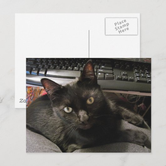 Black Cats Rock Briefkaart (Voorkant / Achterkant)