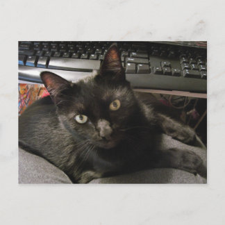 Black Cats Rock Briefkaart