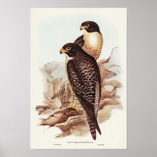 Black-cheeked Falcon by Elizabeth Gould Poster (Voorkant)