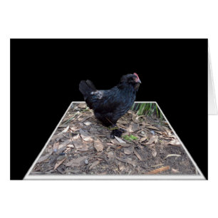 Black Chicken Pop Out,_