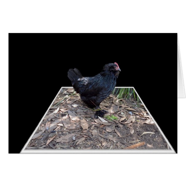 Black Chicken Pop Out,_ (Voorkant Horizontaal)