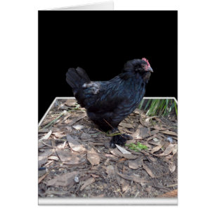 Black Chicken Pop Out,_