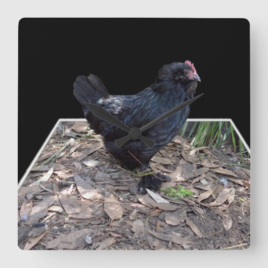 Black Chicken Pop Out_Square Wall Clock Vierkante Klok (Voorkant)