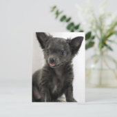 Black Chihuahua Briefkaart (Staand voorkant)