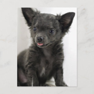 Black Chihuahua Briefkaart