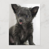 Black Chihuahua Briefkaart (Voorkant)