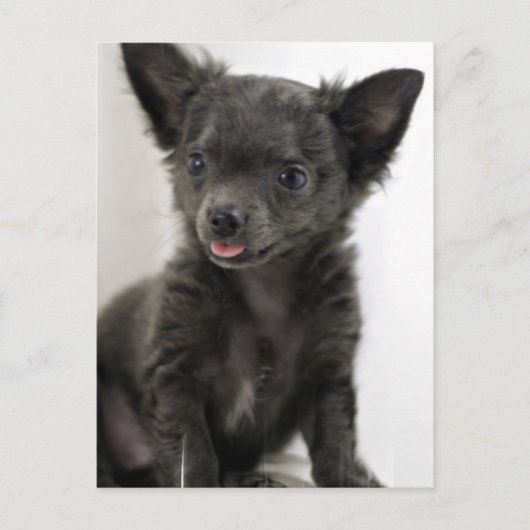 Black Chihuahua Briefkaart (Voorkant)