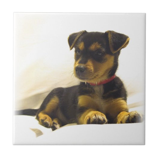 Black Chihuahua Tile Tegeltje (Voorkant)