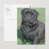 Black Chinese Pug Briefkaart (Voorkant / Achterkant)